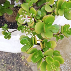 Crassula Ovata Jade Plant Crassula portulacea, Cotyledon lutea, Cotyledon ovata, Crassula argentea, Crassula articulata, Toelkenia ovata image 7