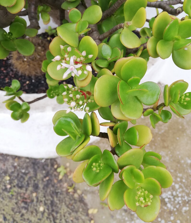Crassula Ovata Jade Plant Crassula portulacea, Cotyledon lutea, Cotyledon ovata, Crassula argentea, Crassula articulata, Toelkenia ovata image 7