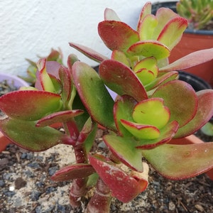 crassula ovata Hummel's sunset / Golden jade tree image 5