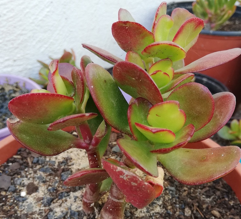 crassula ovata Hummel's sunset / Golden jade tree image 5