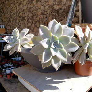 Graptopetalum paraguayense / Mother-of-pearl Plant / Cotyledon paraguayensis / Echeveria weinbergii / Ghost Plant,/ Mother-of-pearl Plant image 5