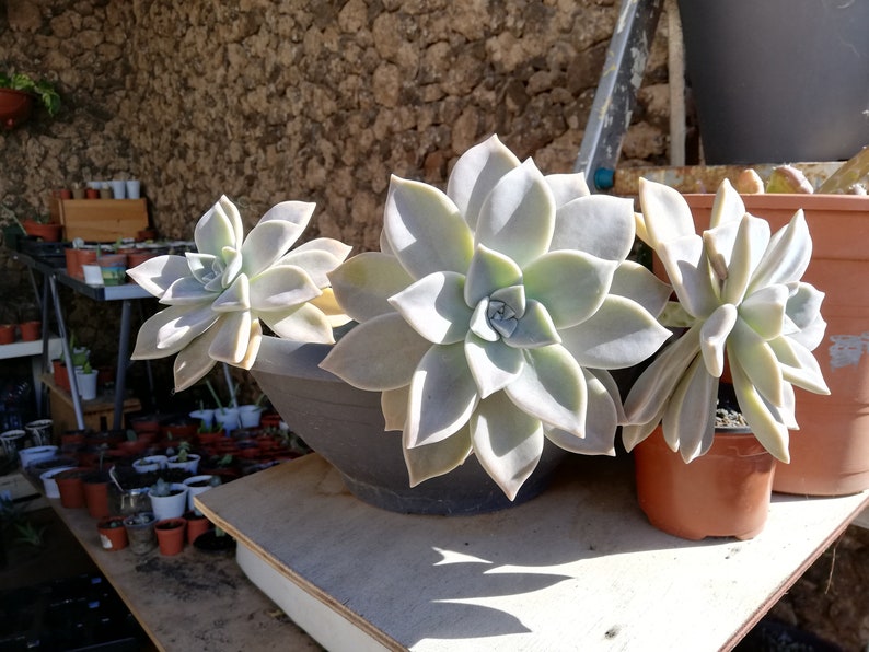 Graptopetalum paraguayense / Mother-of-pearl Plant / Cotyledon paraguayensis / Echeveria weinbergii / Ghost Plant,/ Mother-of-pearl Plant image 5