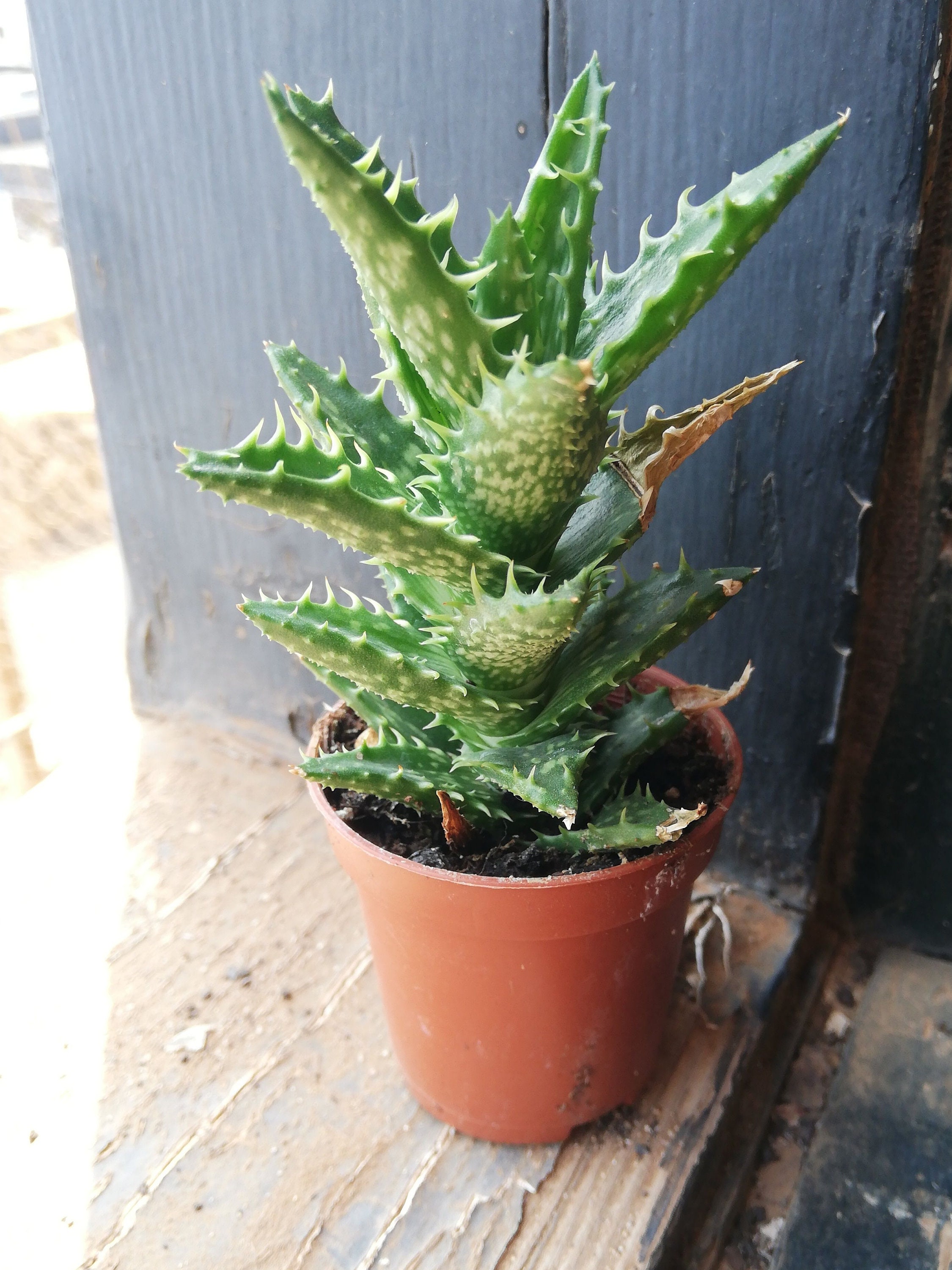 aloe aristata flower Variegated Lace Aloe main image 0