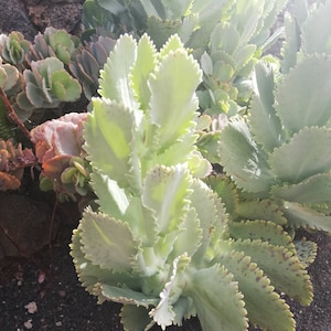Kalanchoe marmorata / Pen Wiper Plant / Spotted Kalanchoe / Penwiper / live cuttings / live cutting / succulent / rare