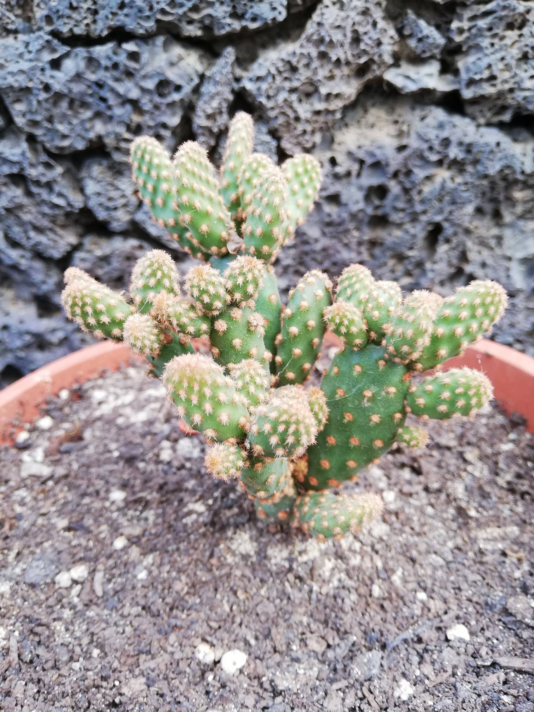 輸入苗 opuntia galapageia オプンチア サボテン 多肉植物 輸入苗