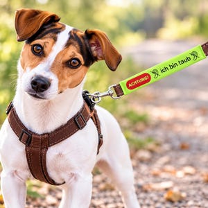 Peut inclure: Un Jack Russell Terrier blanc et marron portant un harnais marron. Attaché au harnais se trouve un manchon de laisse vert néon vif avec le texte "ACHTUNG! ich bin taub" et une icône d'oreille barrée, indiquant que le chien est sourd.