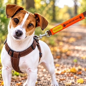 Könnte beinhalten: Ein Jack Russell Terrier trägt ein braunes Hundegeschirr mit weißen Nähten. An der Leine befindet sich eine leuchtend orangefarbene Hülle mit dem Text ACHTUNG! Bitte ABSTAND halten! und zwei schwarzen Pfotenabdrücken auf dem Stoff.