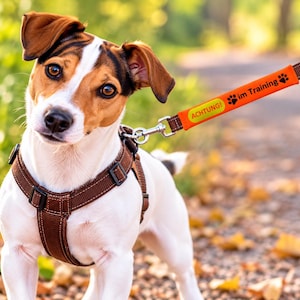 Könnte beinhalten: Ein Jack Russell Terrier mit einem braunen Nylongeschirr und einem D-Ring aus Metall. Am Geschirr ist ein orangefarbener Leinenüberzug mit dem Text ACHTUNG! im Training und einem schwarzen Pfotenabdruck befestigt, verbunden durch einen Metallclip.