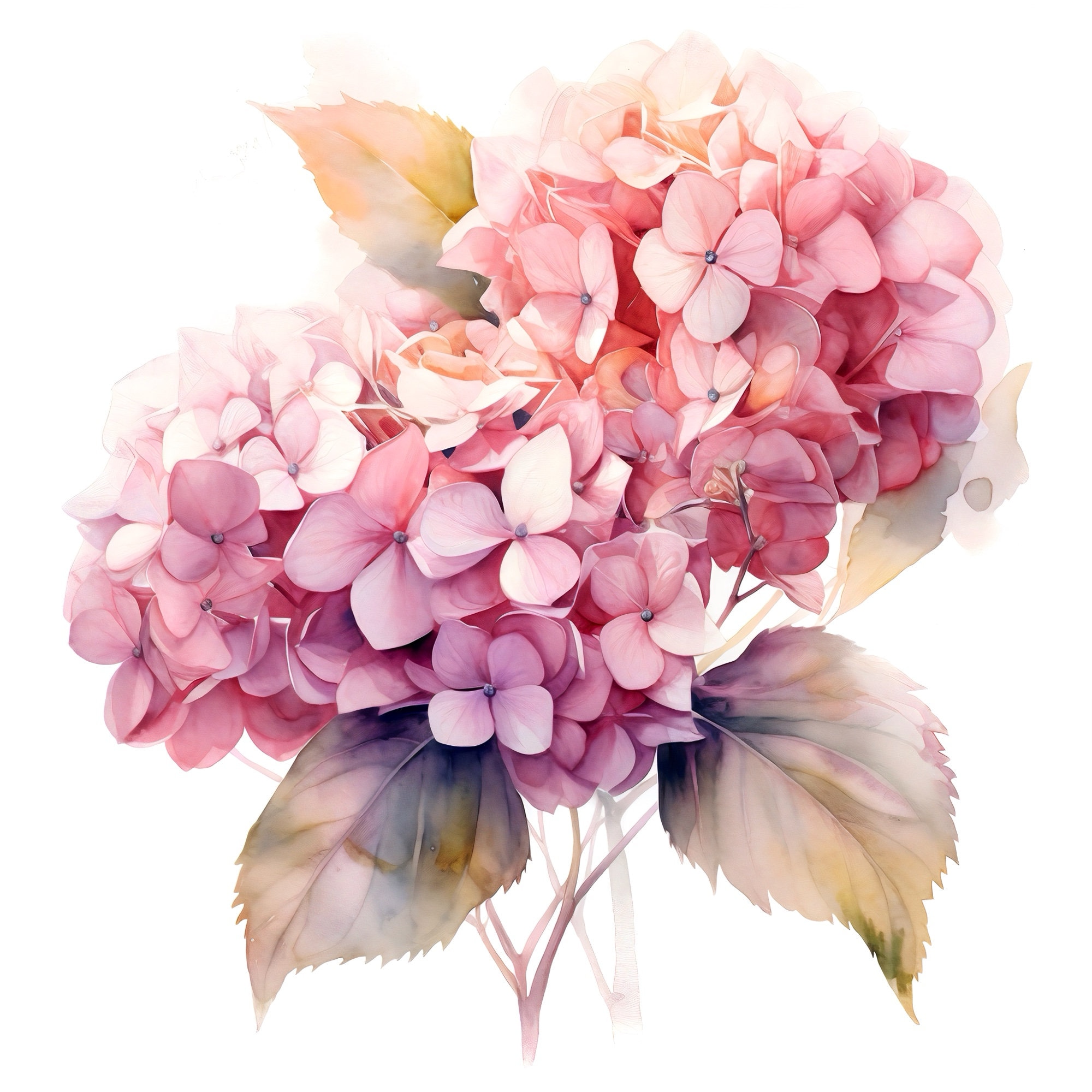 Watercolor Hydrangea Print: Pink Floral Botanical Wall Art - Etsy