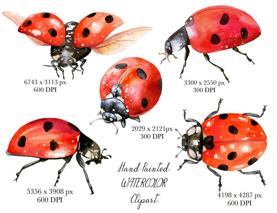 Ladybug Flying Png Sublimation Design, Ladybug Png, Hand Drawn Ladybug Png,  Ladybird Png, Printable Ladybug Png, Spring Png Downloads