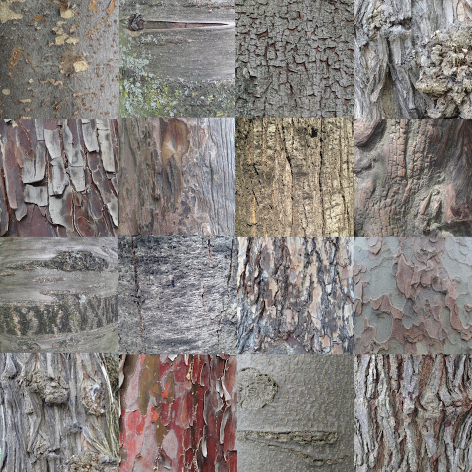 Bark cells picture