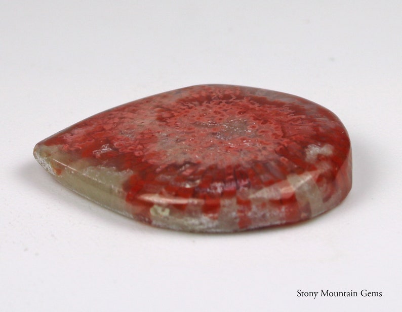 Collector Fossil Cabochon Red Fossil Horn Coral Cabochon Rare Agatized Red Fossil Coral