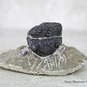 May include: A dark, textured fossil specimen embedded in a flat, light gray stone matrix. The fossil features a prominent, rounded black upper section with horizontal ridges and a thin white line, resting on a base with visible white mineral veins.