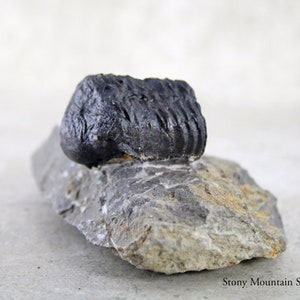 May include: A dark, segmented trilobite fossil specimen resting on a rough, light gray stone matrix. The fossil has a rounded, ribbed appearance with a deep black coloration. The text Stony Mountain Stones is visible in the bottom right corner.