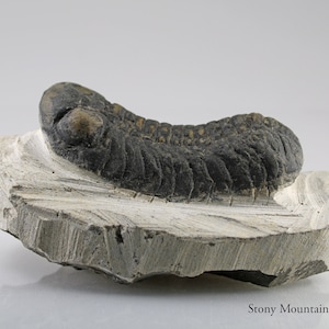 May include: A dark gray, segmented trilobite fossil embedded in a light gray, rough-textured stone matrix. The fossil displays a curved, elongated body with visible ridges and a distinct head section. The text Stony Mountain Stones is visible.