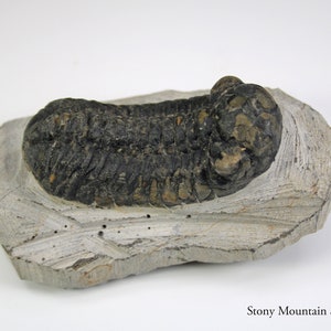 May include: A dark brown, segmented trilobite fossil embedded in a light gray, flat, irregular stone matrix. The fossil displays a distinct head section and a long, ribbed body. The text Stony Mountain Stones is printed in the bottom right corner.