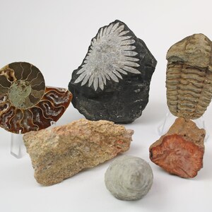 Premium Fossil Collection Chrysanthemum Stone Trilobite Ammonite