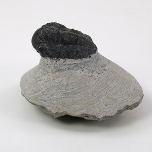 May include: A fossilized trilobite specimen. The fossil features a dark, textured head section atop a light gray, fan-shaped body. The surface of the body has visible striations, and the overall shape is rounded.