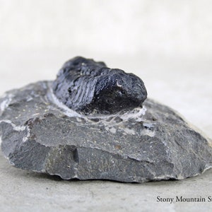 May include: A dark, segmented trilobite fossil embedded in a rough, gray stone matrix. The fossil has a glossy, black, rounded appearance with visible ridges along its body. The text Stony Mountain Stones is printed in the bottom right corner.