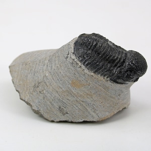 May include: A fossilized trilobite embedded in a gray stone. The trilobite is black and has a segmented body and head. The stone is a light gray color with visible striations, and the fossil is well-preserved.