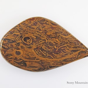May include: A teardrop-shaped gemstone with a polished surface. The stone features a complex pattern of brown and tan swirls and lines, resembling fossilized material. The gem is set against a white background. The text "Stony Mountain Gems" is at the bottom.