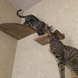 Corner Cat Shelf Perch / Wall Mounted Cat Furniture - w/ Hidden Brackets