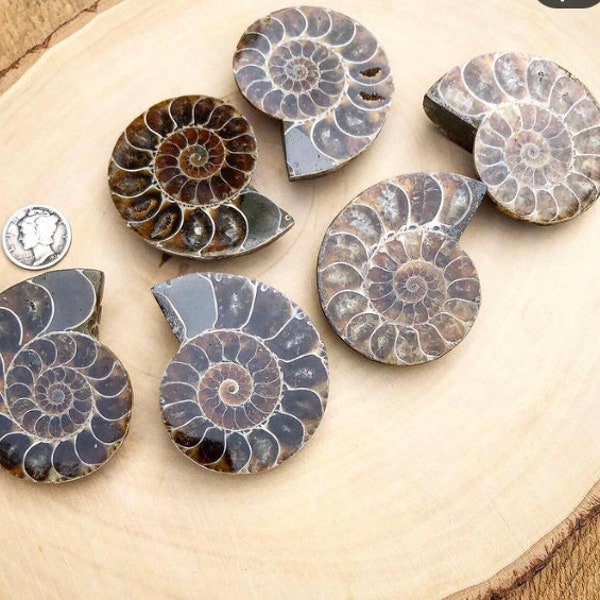Ammonite Fossil Set, 2 pieces, Polished Ammonite Fossils, Gift for Him