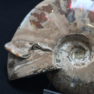 Extraordinary Fossil Ammonite with Character (R-84)