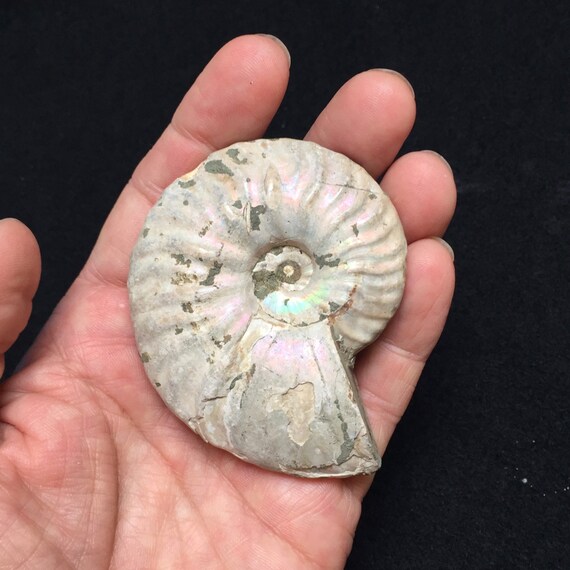 Natural Iridescent Ammonite Ammolite Facet Specimen Fossil Madagascar JF