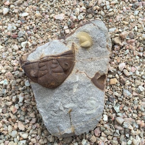 Puede incluir: Primer plano de una roca gris con dos trilobites fosilizados. Los trilobites son marrones y tienen una estructura corporal segmentada distintiva. La roca está rodeada de pequeñas piedras.