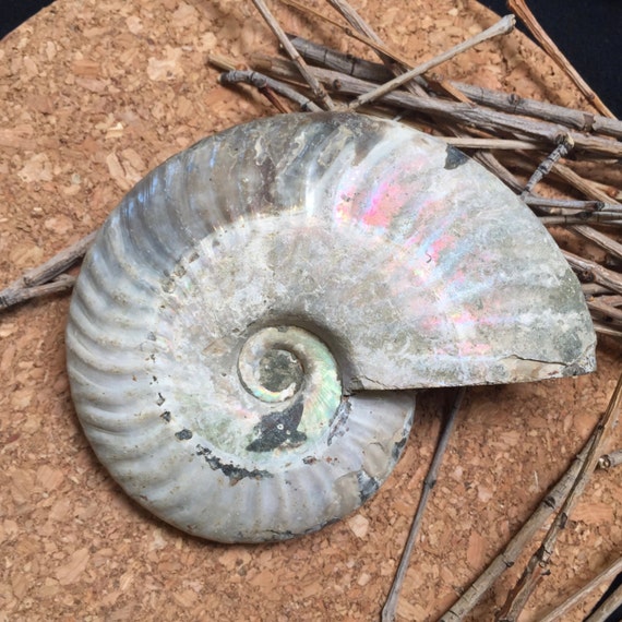 Natural Iridescent Ammonite Ammolite Facet Specimen Fossil Madagascar JF