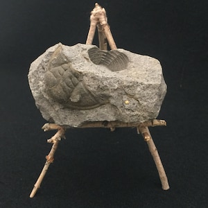 Tan guapo...... Trilobite fósil: Socialis de Dalmanitina