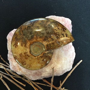 Madagascar Ammonite Fossil with Striking Color and Pattern (R-90)