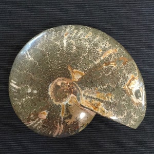 Fossil Ammonite with Green Hue and Suture Patterns (M-07)