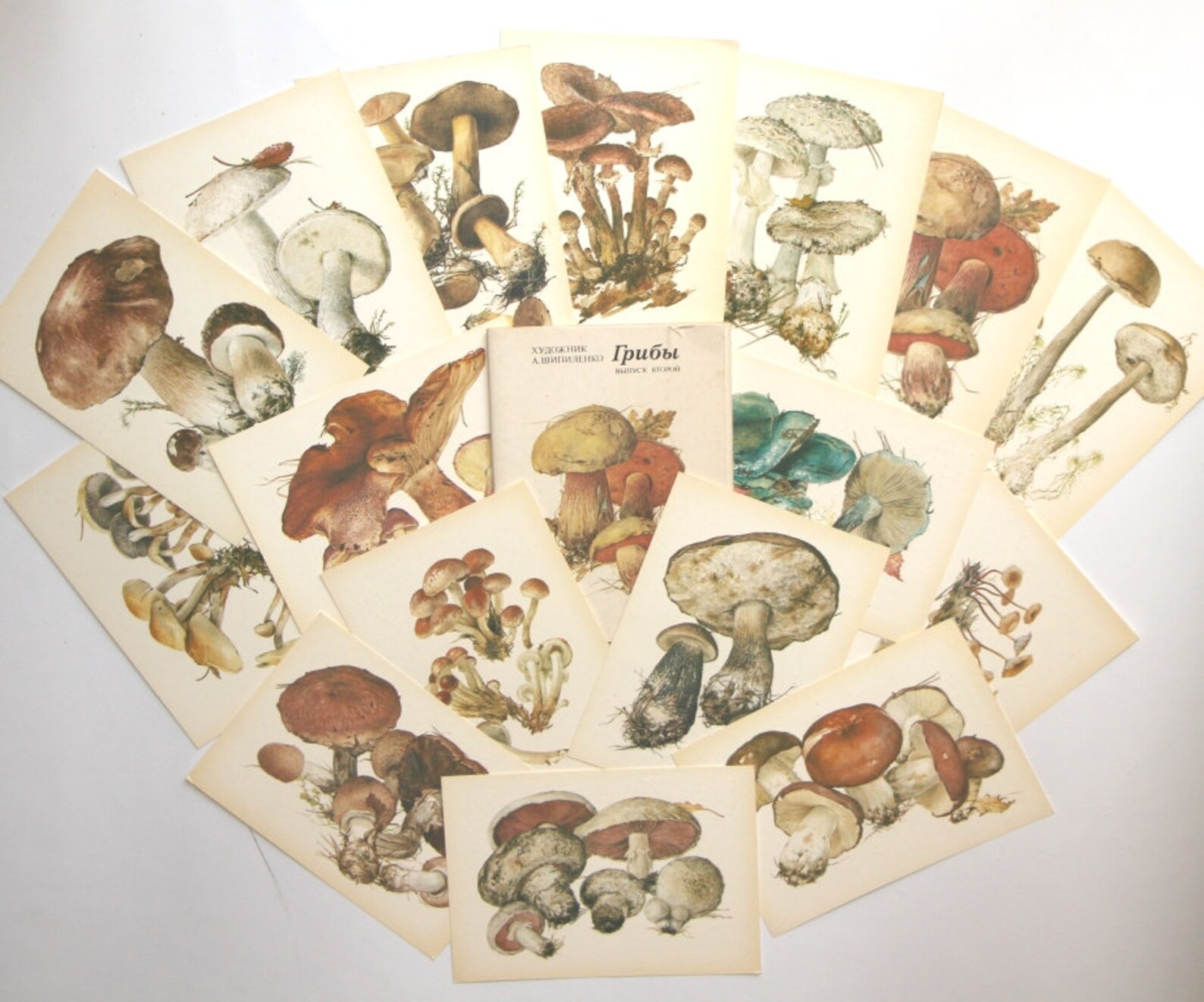 16 Mushroom Cards Vintage Botanical Postcards Fungi Etsy