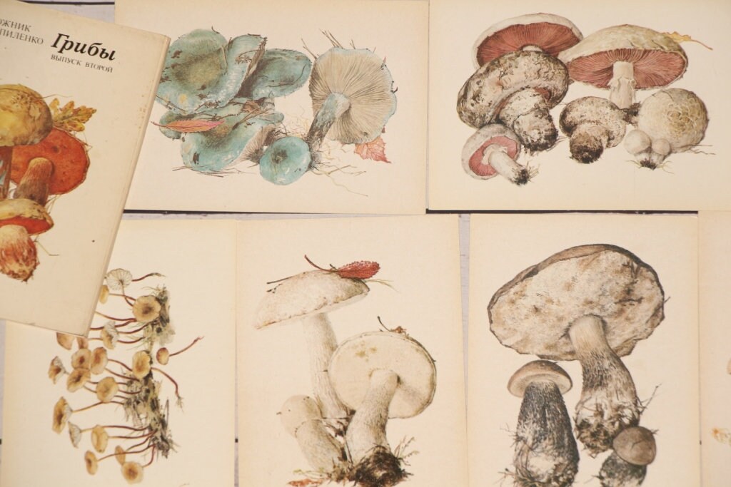 16 Mushroom Cards Vintage Botanical Postcards Fungi Etsy
