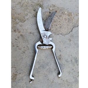 Vintage poultry SCISSORS, Grape Shears, CHROM, 1960s