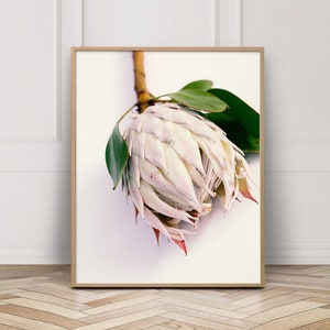 Protea Bohemian Flower Wall Art, Flower Photography, Bedroom Boho Wall Decor, Digital Botanical Print