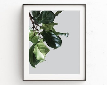 Botanical Leaves Poster Print: Fiddle Leaf Fig Photography Wall Art (Digital Download)