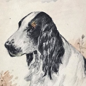 Carte postale ancienne non écrite Chien Cocker illustrateur Anglais M.B. COOPER 1930