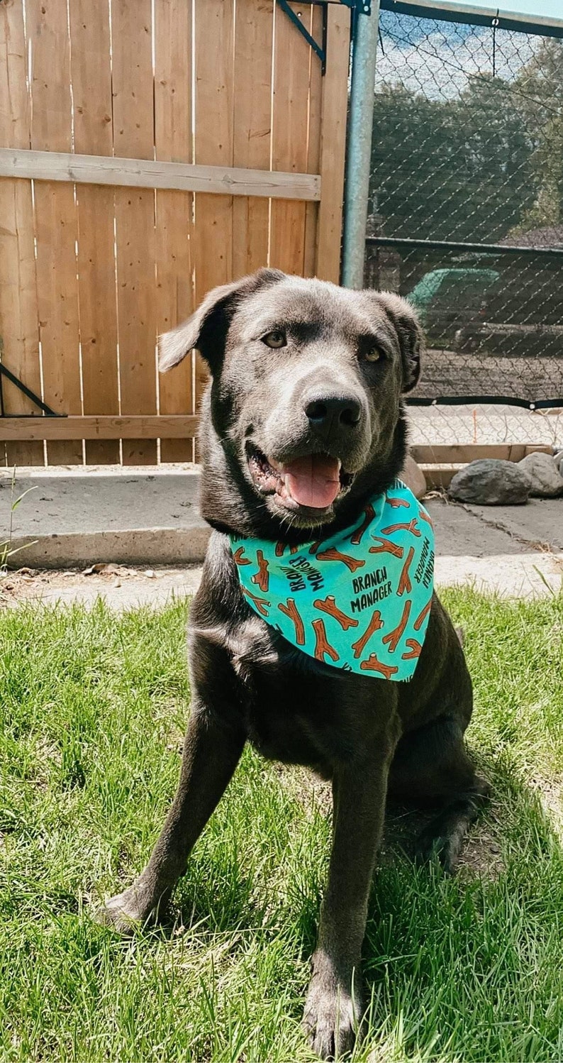 Blue Or Pink Branch Manager Dog Bandana No Tie Bandana Over the Collar Bandana image 8