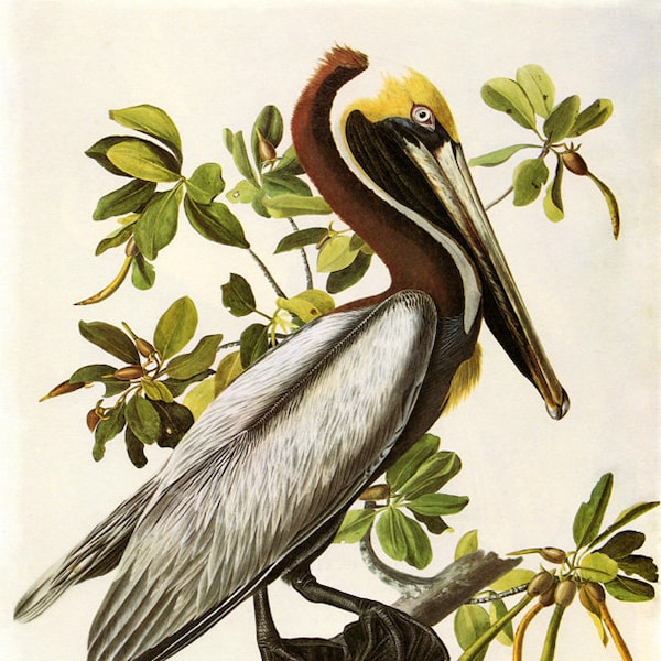 Audubon 16" X 20"  Brown Pelican  Bird American Fine Art Vintage Poster Repro on matte paper or canvas FREE S/H in USA