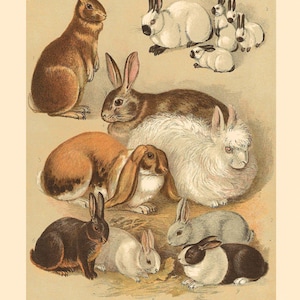 Rabbits Belgium Himalayan Flemish Grey Angora Dutch Grey Black & White American Vintage Poster Repro on Matte Paper or Canvas FREE S/H in US