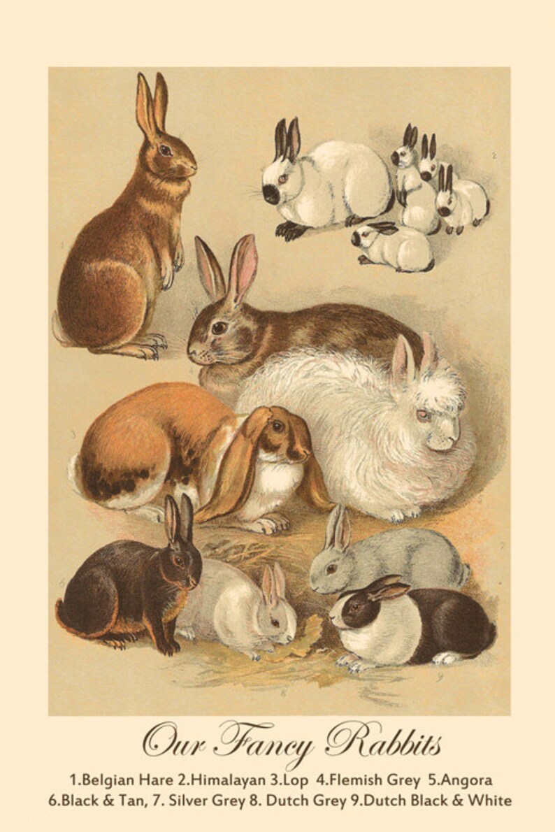 Rabbits Belgium Himalayan Flemish Grey Angora Dutch Grey Black - Etsy