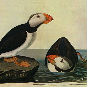 Horned Puffin  Audubon Field Guide