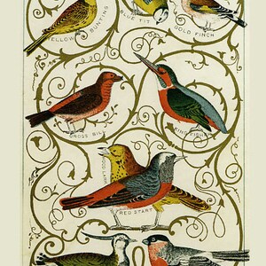 Birds Spicies Finch Cross Bill Red Star Pewit Lark Bird Poster Repro on Matte Paper or Canvas FREE SHIPPING in USA Shipped Rolled Up
