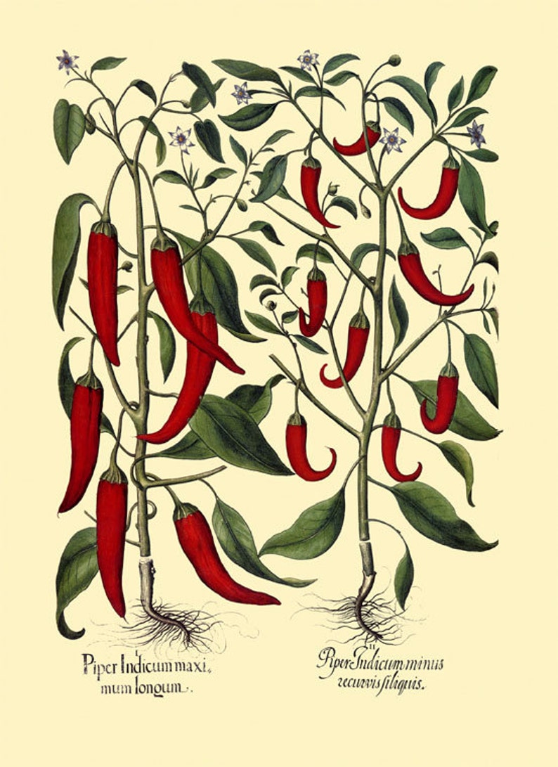 Red Finger Peppers Plant Spice Food Kitchen Vintage Poster Repro on Matte Paper or Canvas FREE SHIPPING in USA Shipped Rolled Up image 1