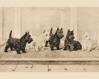 Dog Scottish Terrier Scottie Dogs Pets Vintage Poster Repro on Matte Paper or Canvas FREE SHIPPING in USA Shipped Rolled Up