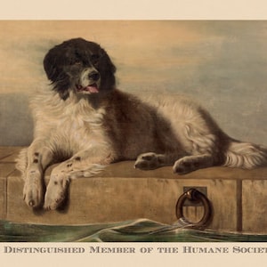 May include: A black and white dog with brown eyes is lying on a stone ledge. The dog is looking to the right of the image. The dog is a member of the Humane Society. The text "A Distinguished Member of the Humane Society" is at the bottom of the image.