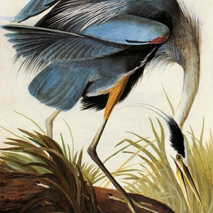 Audubon Great Blue Heron American Bird Fine Art Poster Repro on Matte Paper or Canvas FREE SHIPPING in USA Shipped Rolled Up image 1